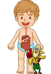 Bananas and the digestive system