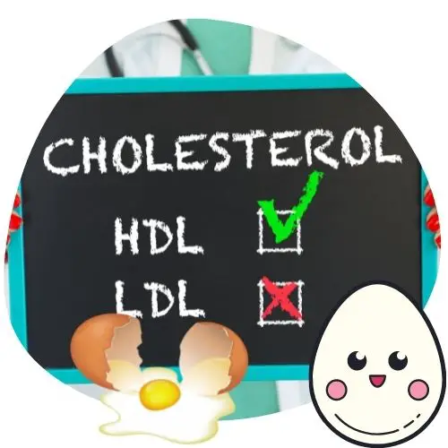 Eggs Increase Good Cholesterol (HDL)